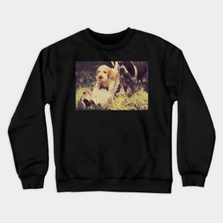 Italian Spinone Puppy Wrestling Crewneck Sweatshirt